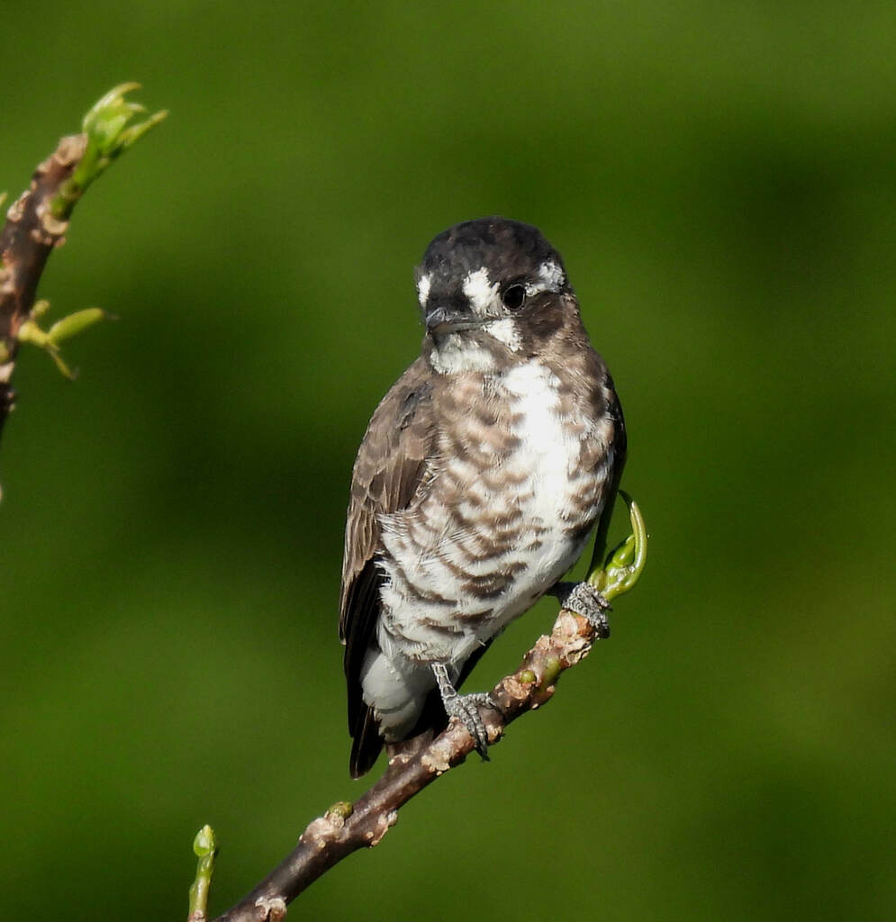 White-browed Purpletuft