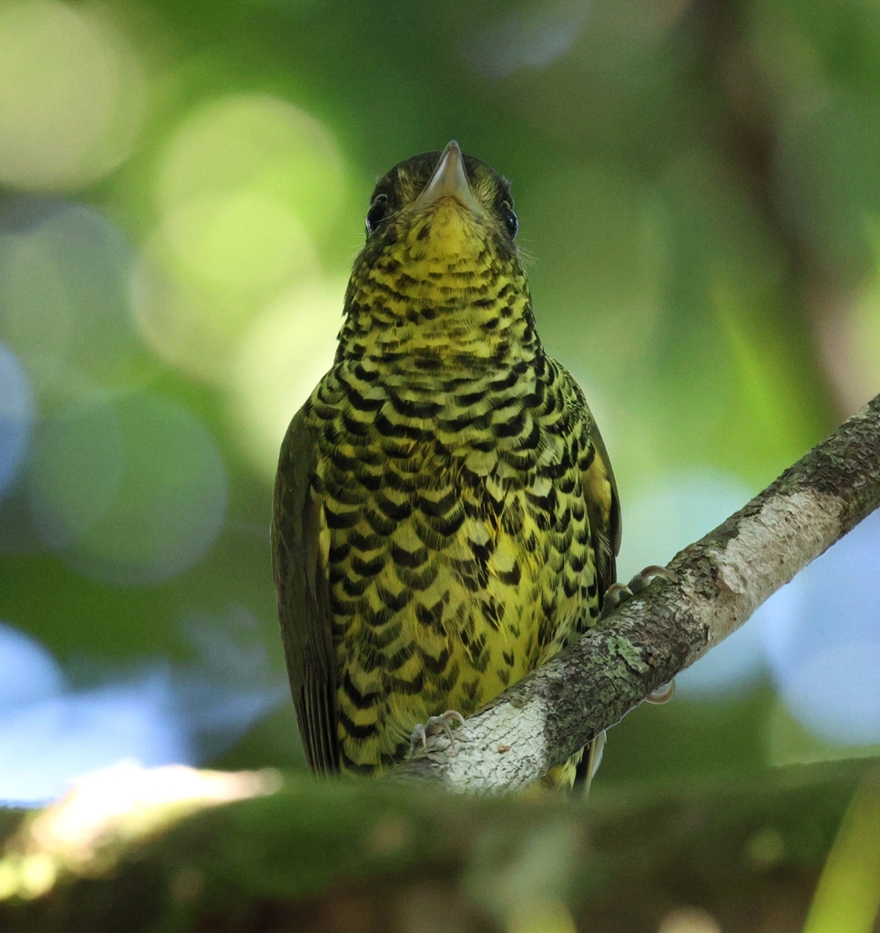 Brazilian Laniisoma