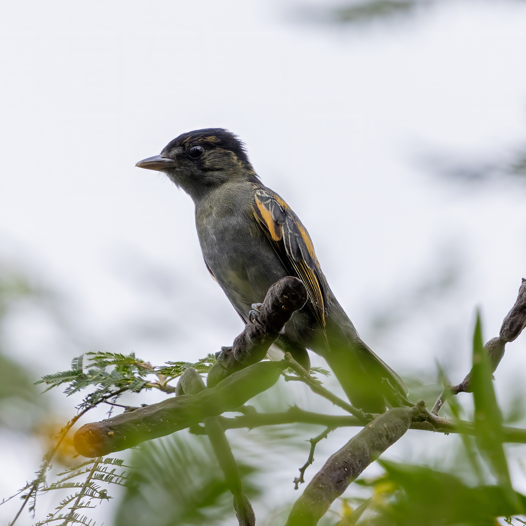 Slaty Becard