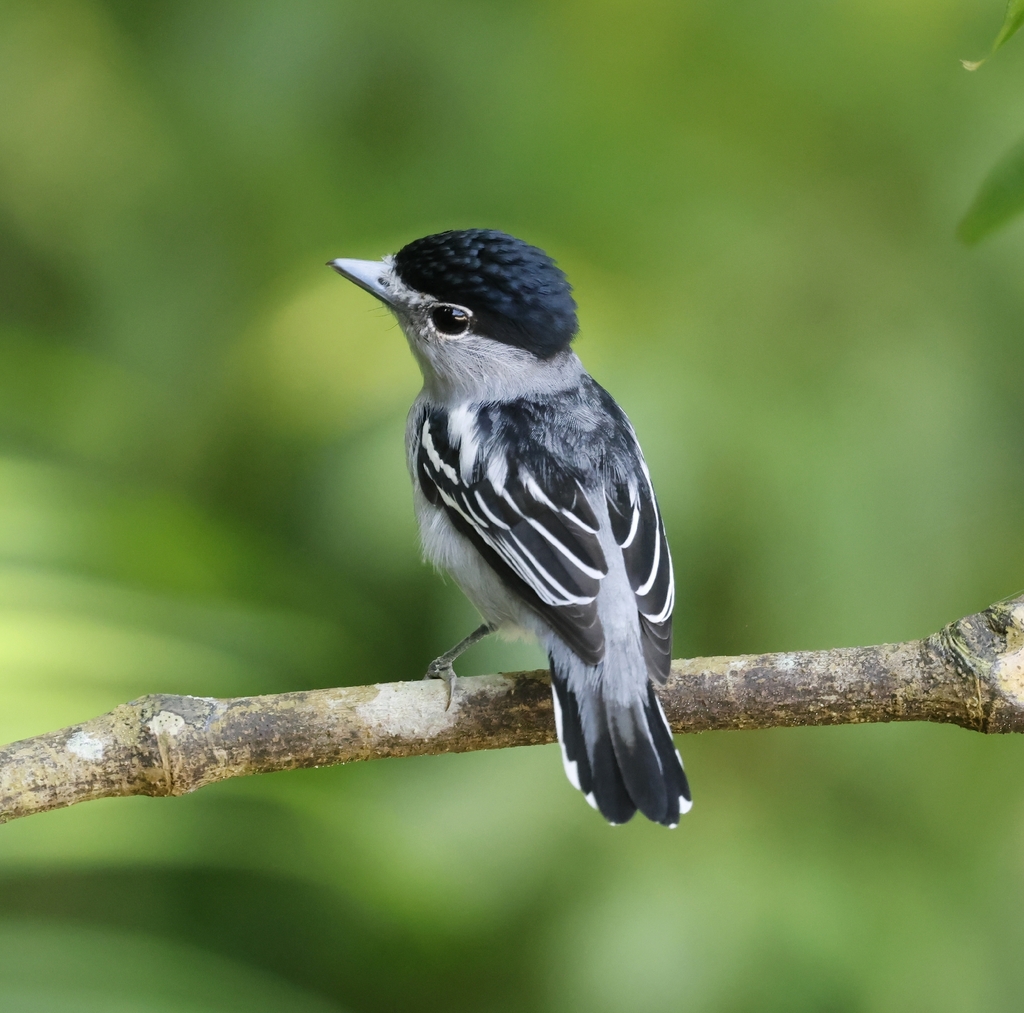 Black-capped Becard