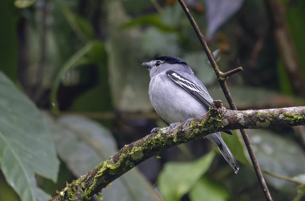 Black-and-white Becard