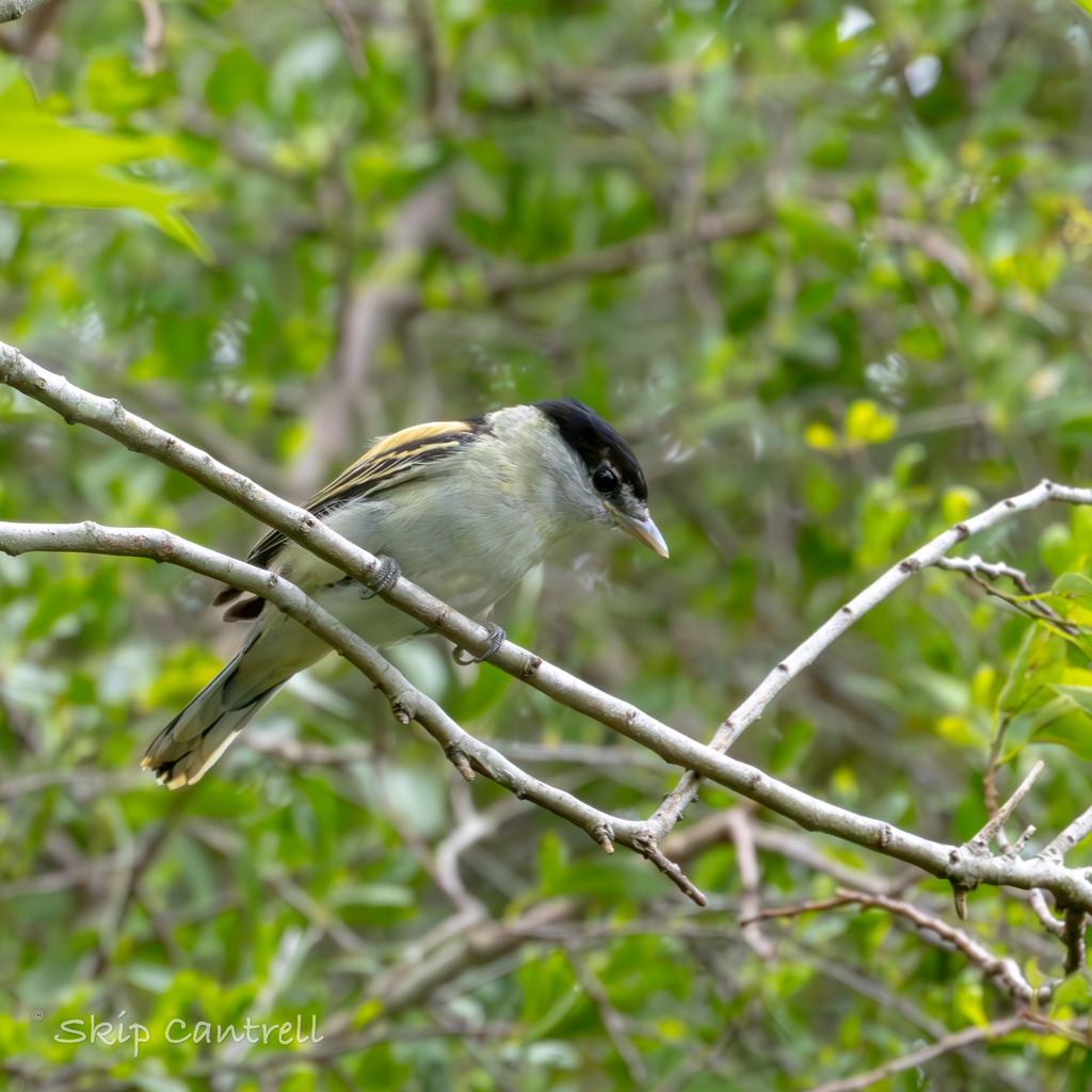 Grey-collared Becard