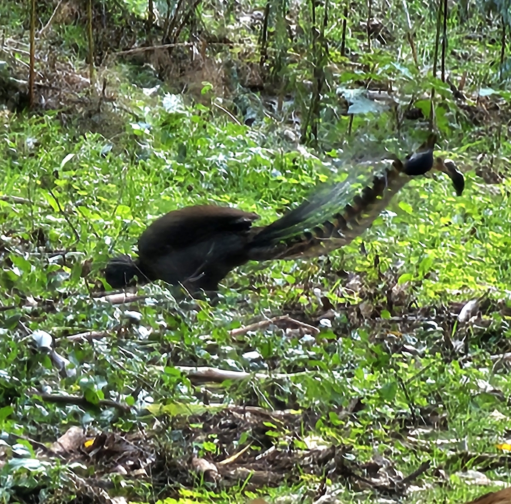 Superb Lyrebird