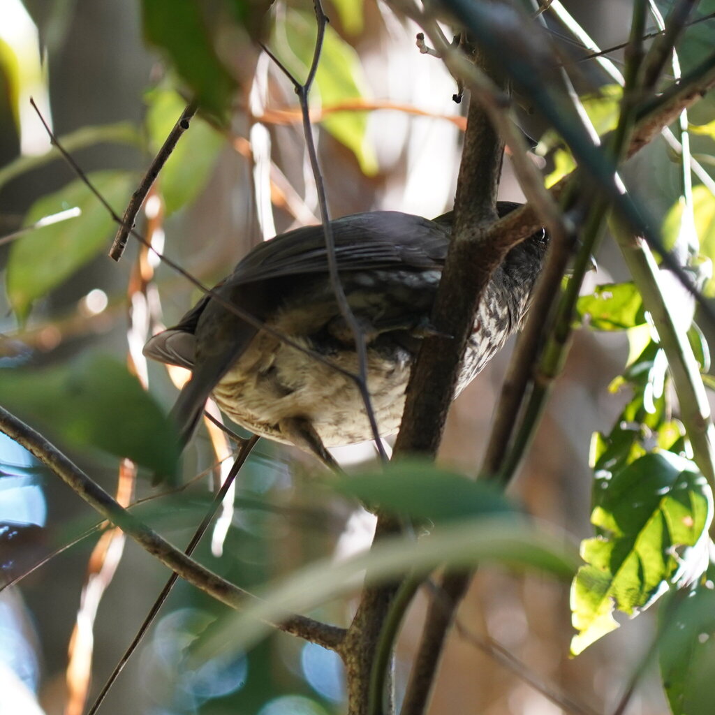 Tooth-billed Bowerbird