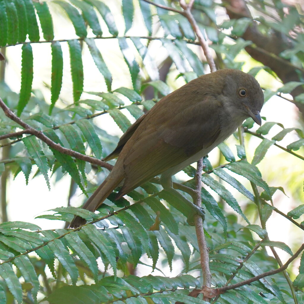 Golden Bowerbird