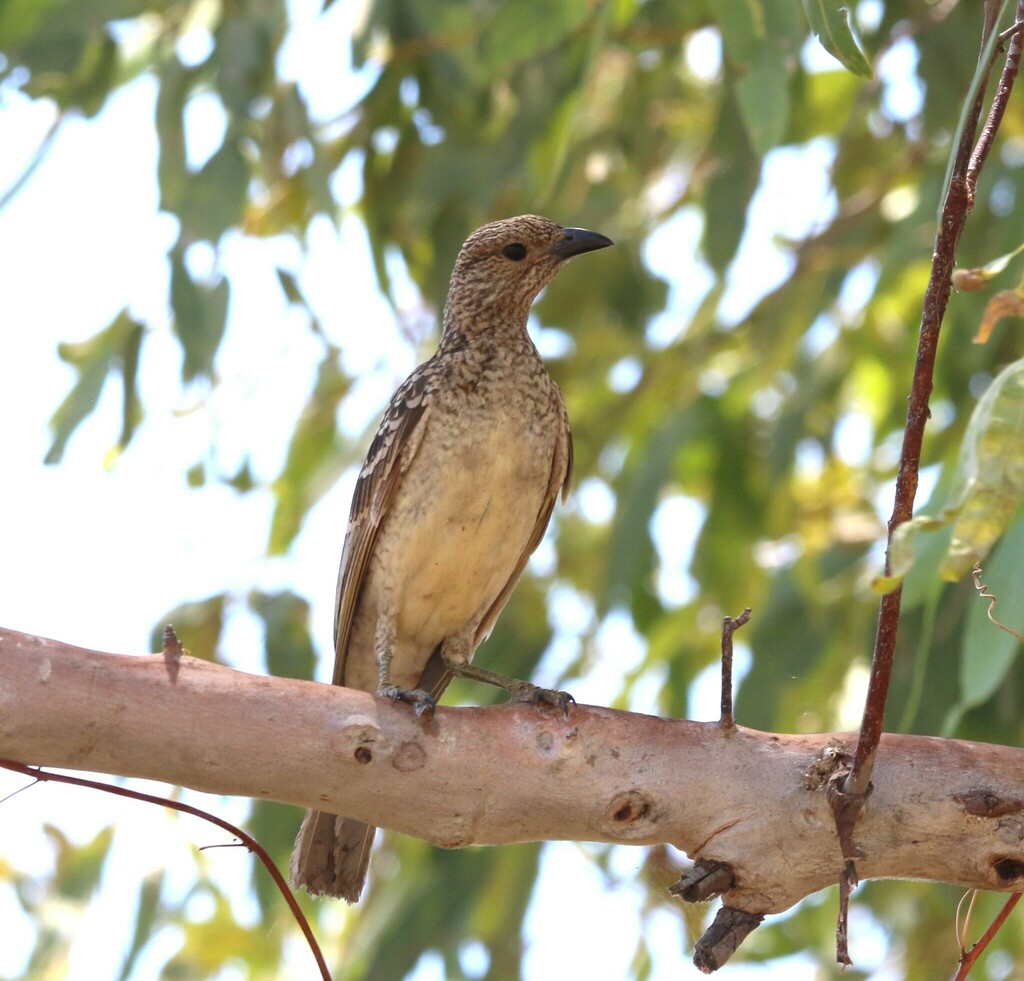 Spotted Bowerbird
