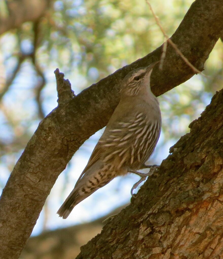White-browed Treecreeper