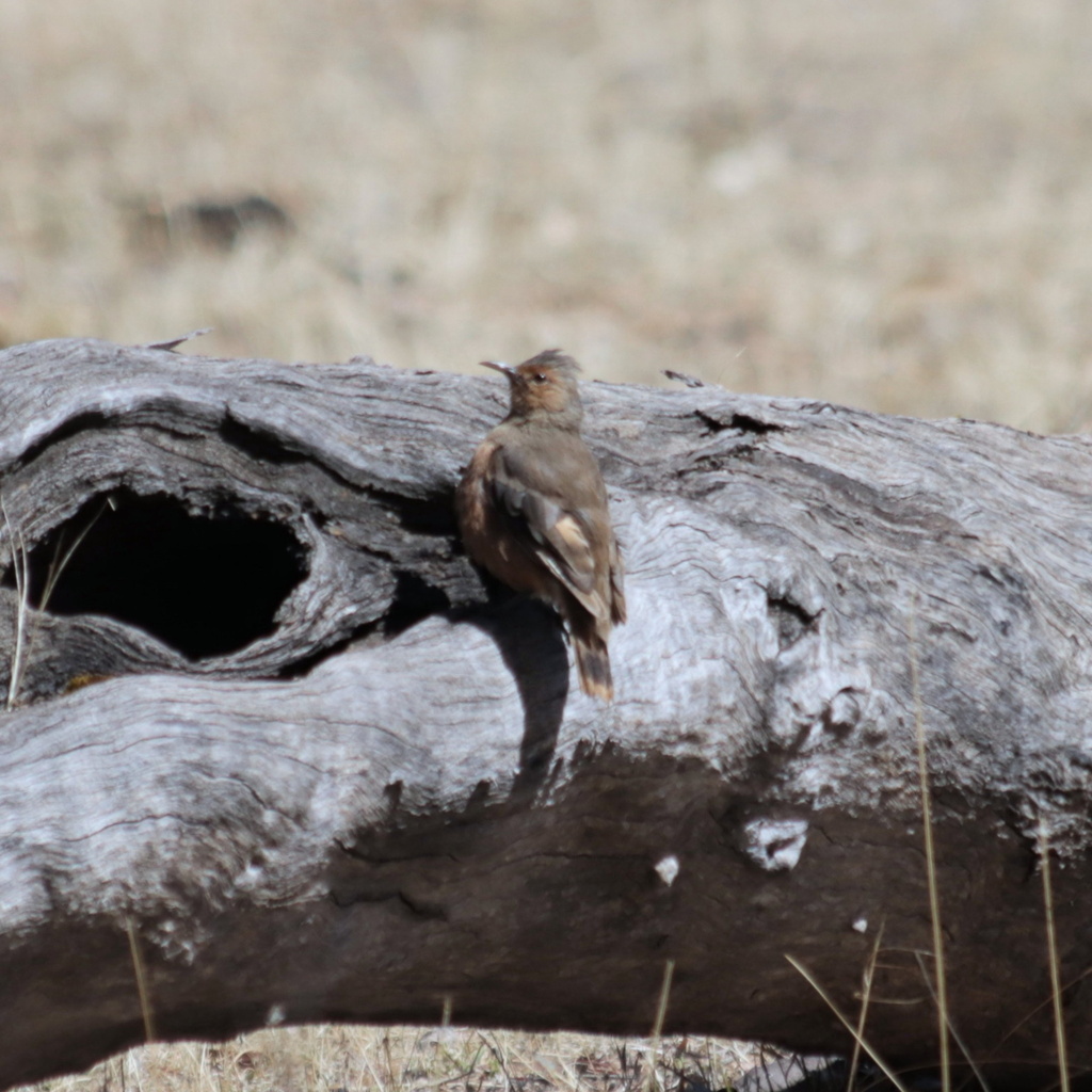 Rufous Treecreeper