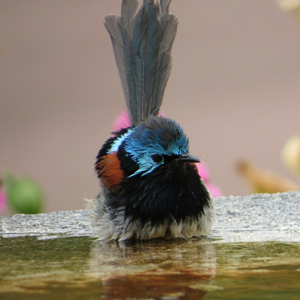 Red-winged Fairywren