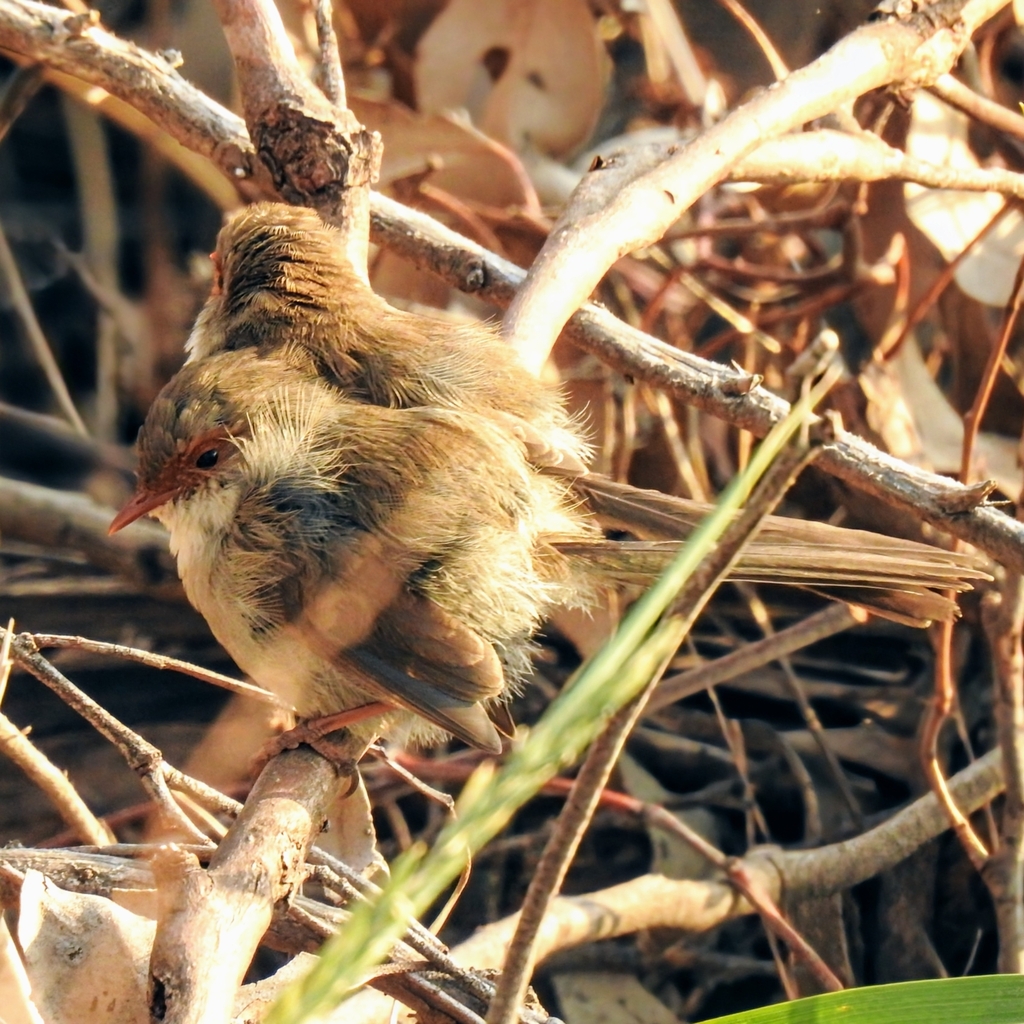 Superb Fairywren