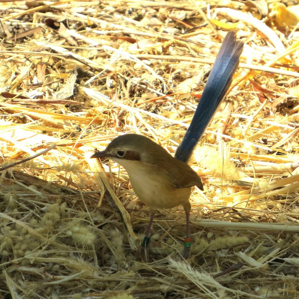 Purple-crowned Fairywren