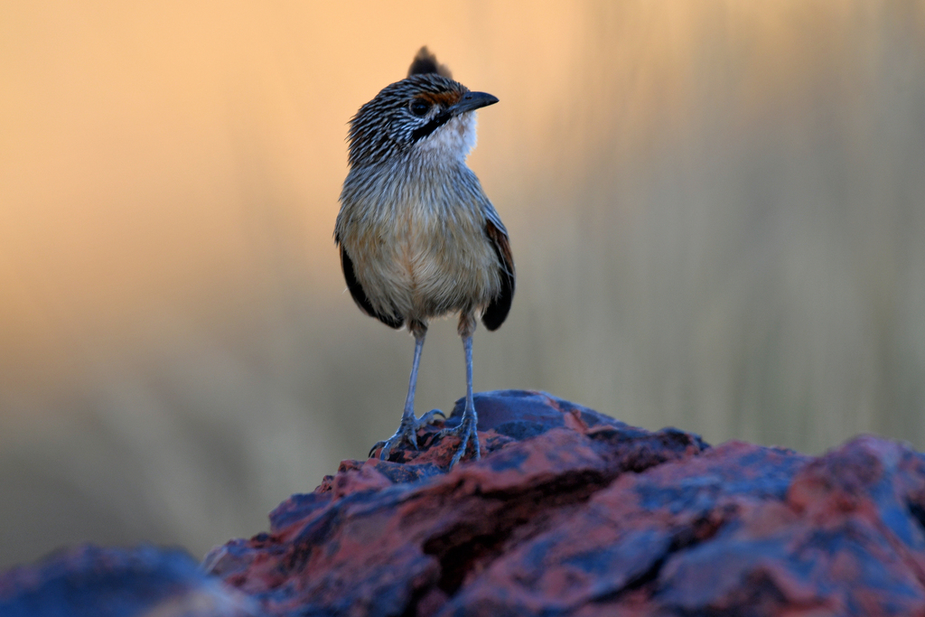 Pilbara Grasswren