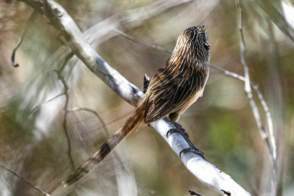Striated Grasswren