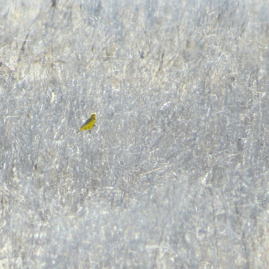 Yellow Chat