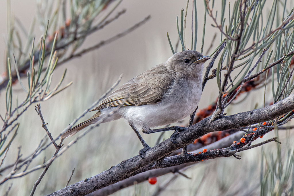 Grey Honeyeater