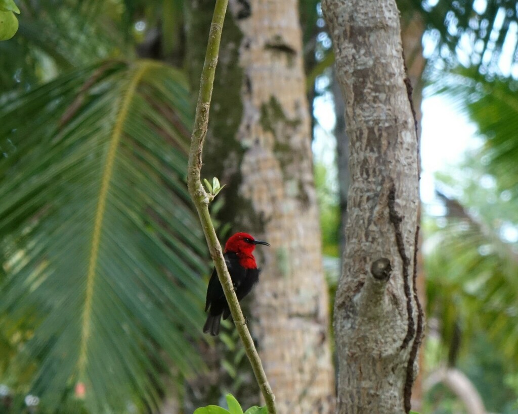 Samoan Myzomela