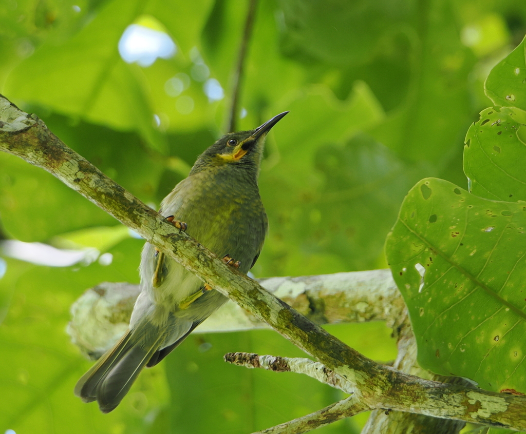 Polynesian Wattled Honeyeater