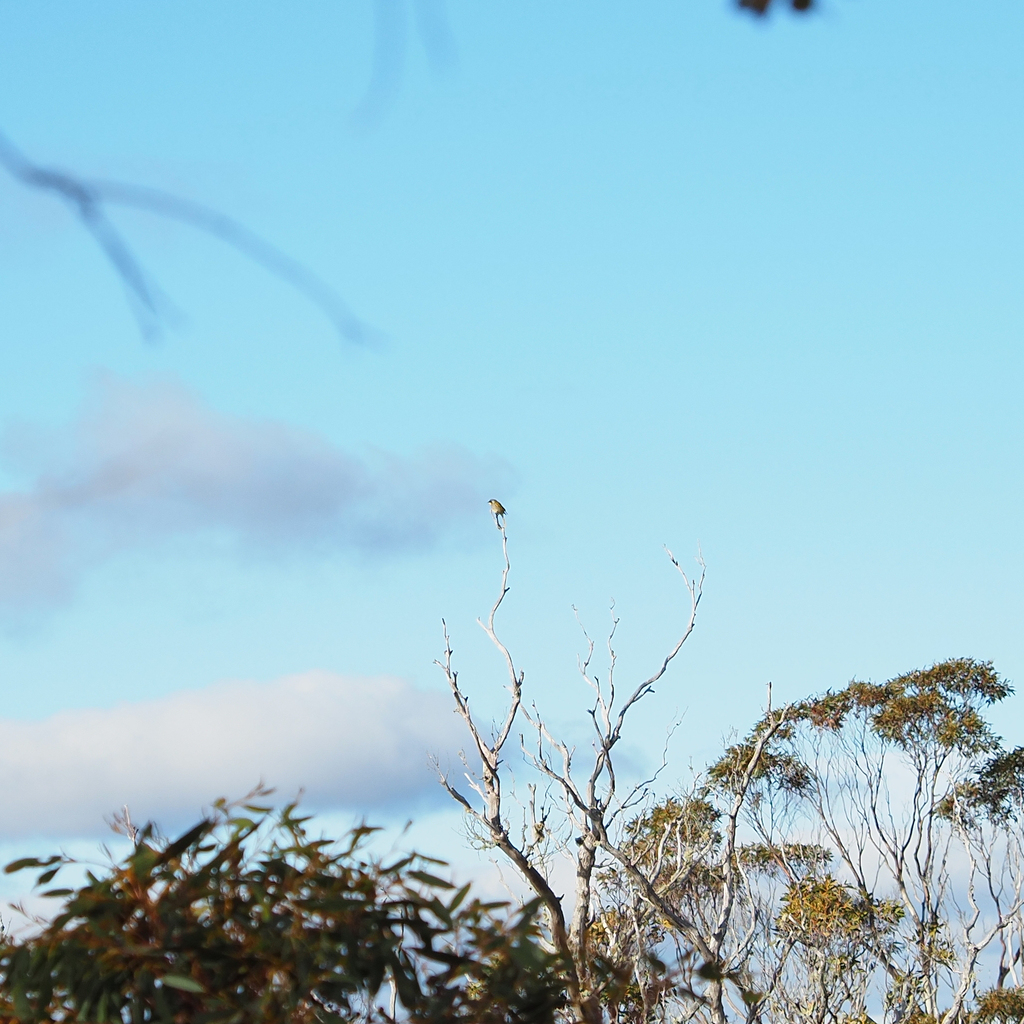 Yellow-throated Honeyeater