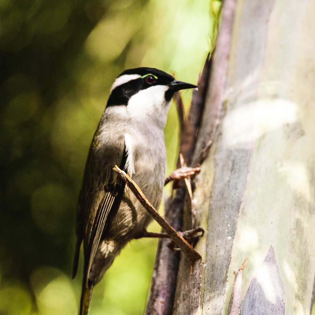 Strong-billed Honeyeater