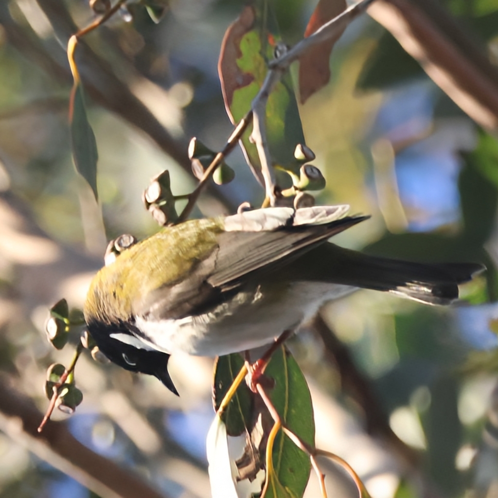Black-headed Honeyeater
