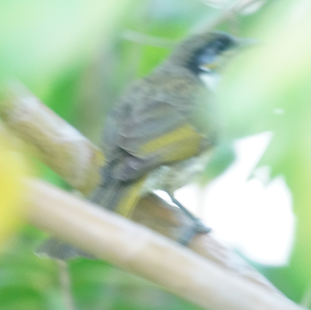 Varied Honeyeater