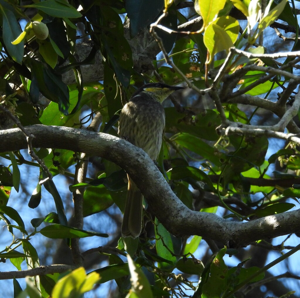 Mangrove Honeyeater