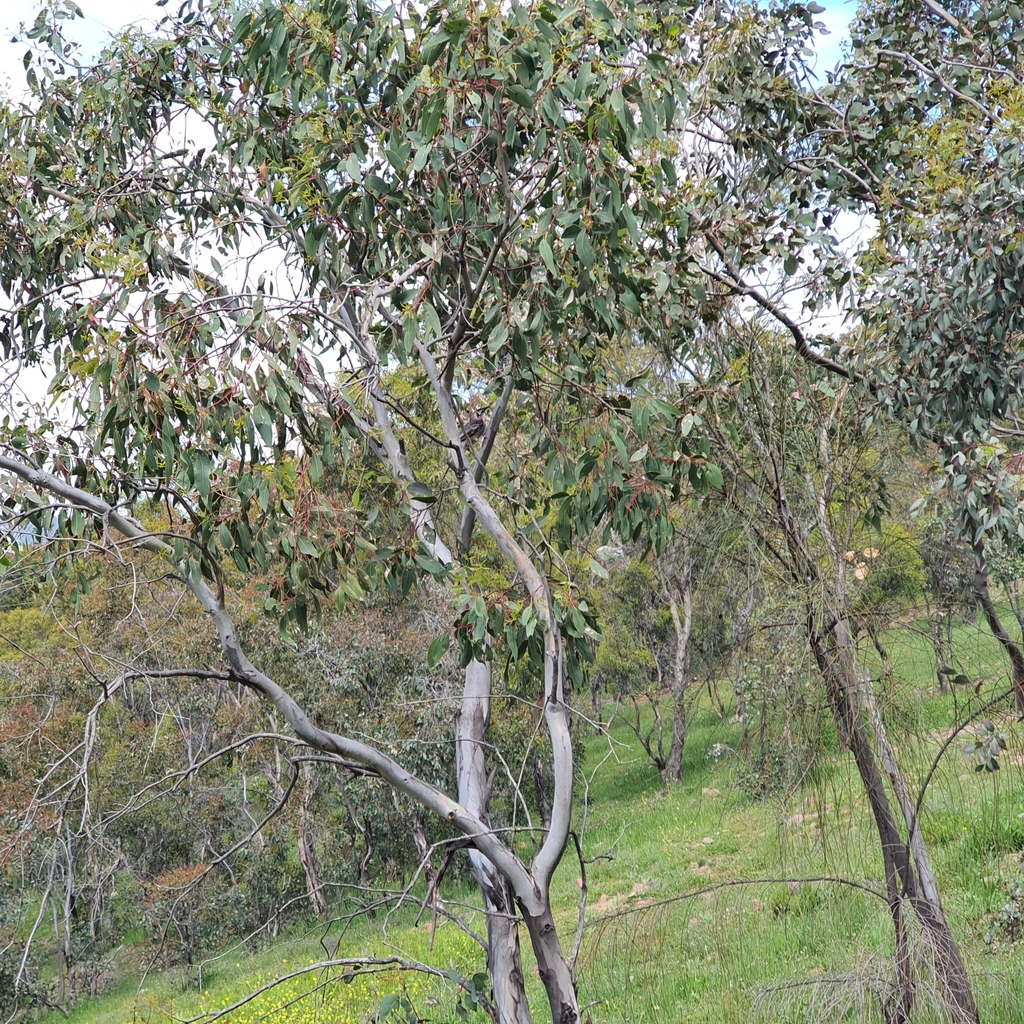 Red Wattlebird