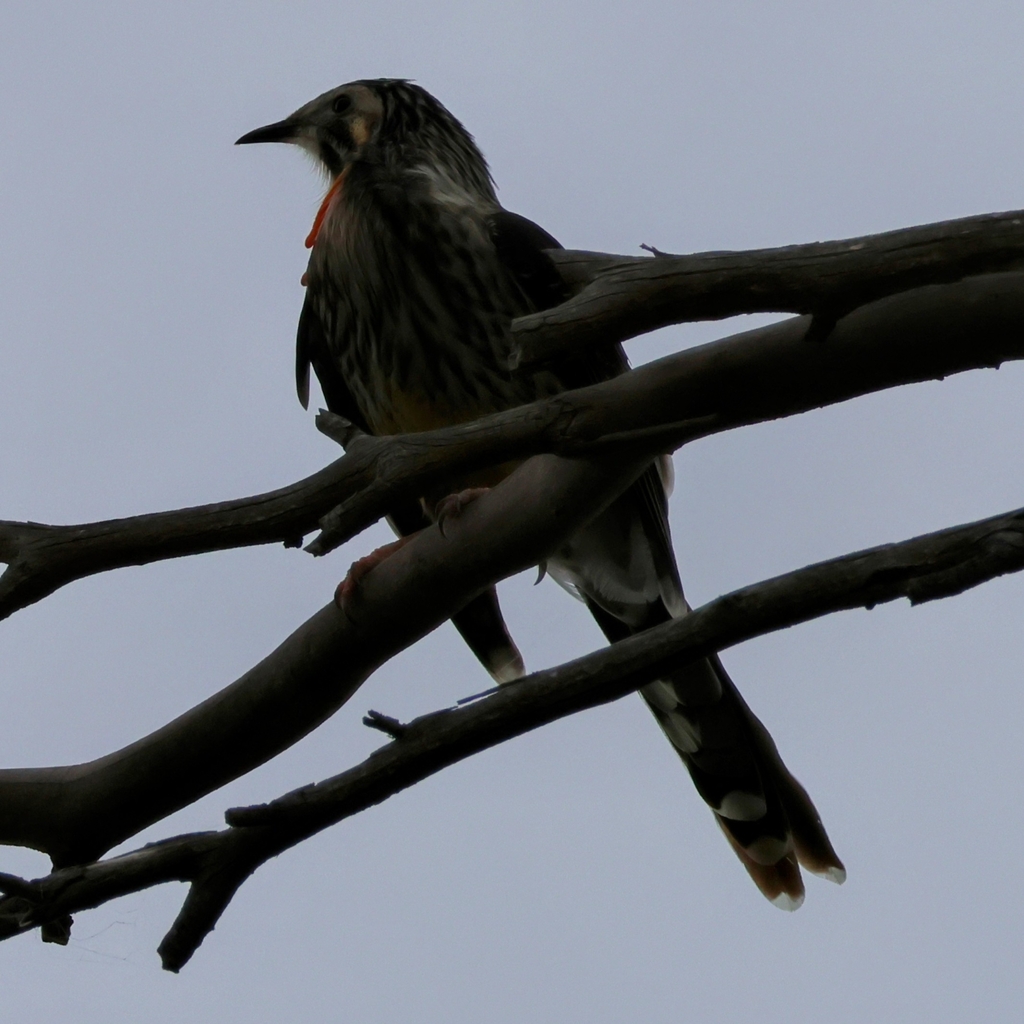 Yellow Wattlebird