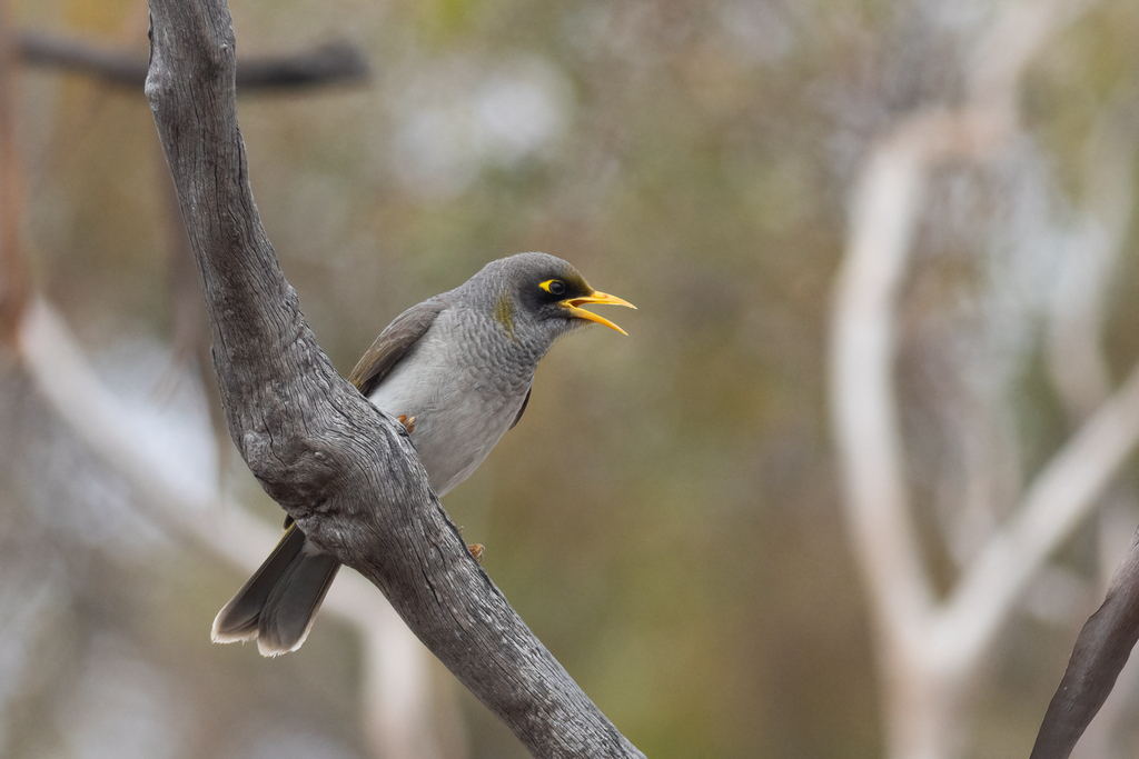 Black-eared Miner