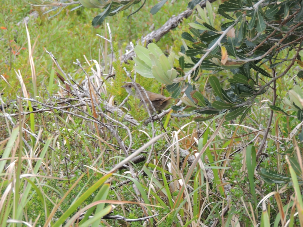 Eastern Bristlebird