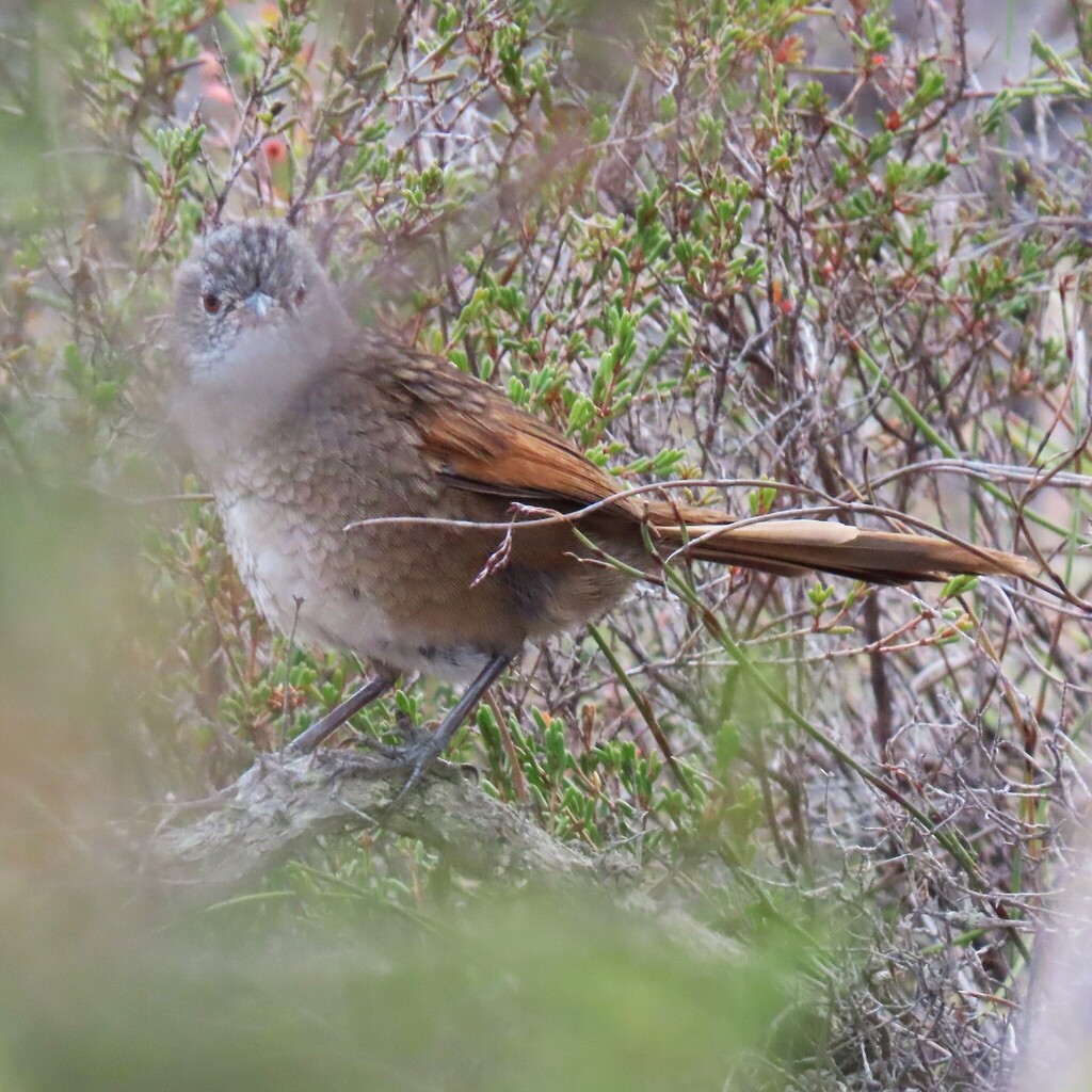 Western Bristlebird