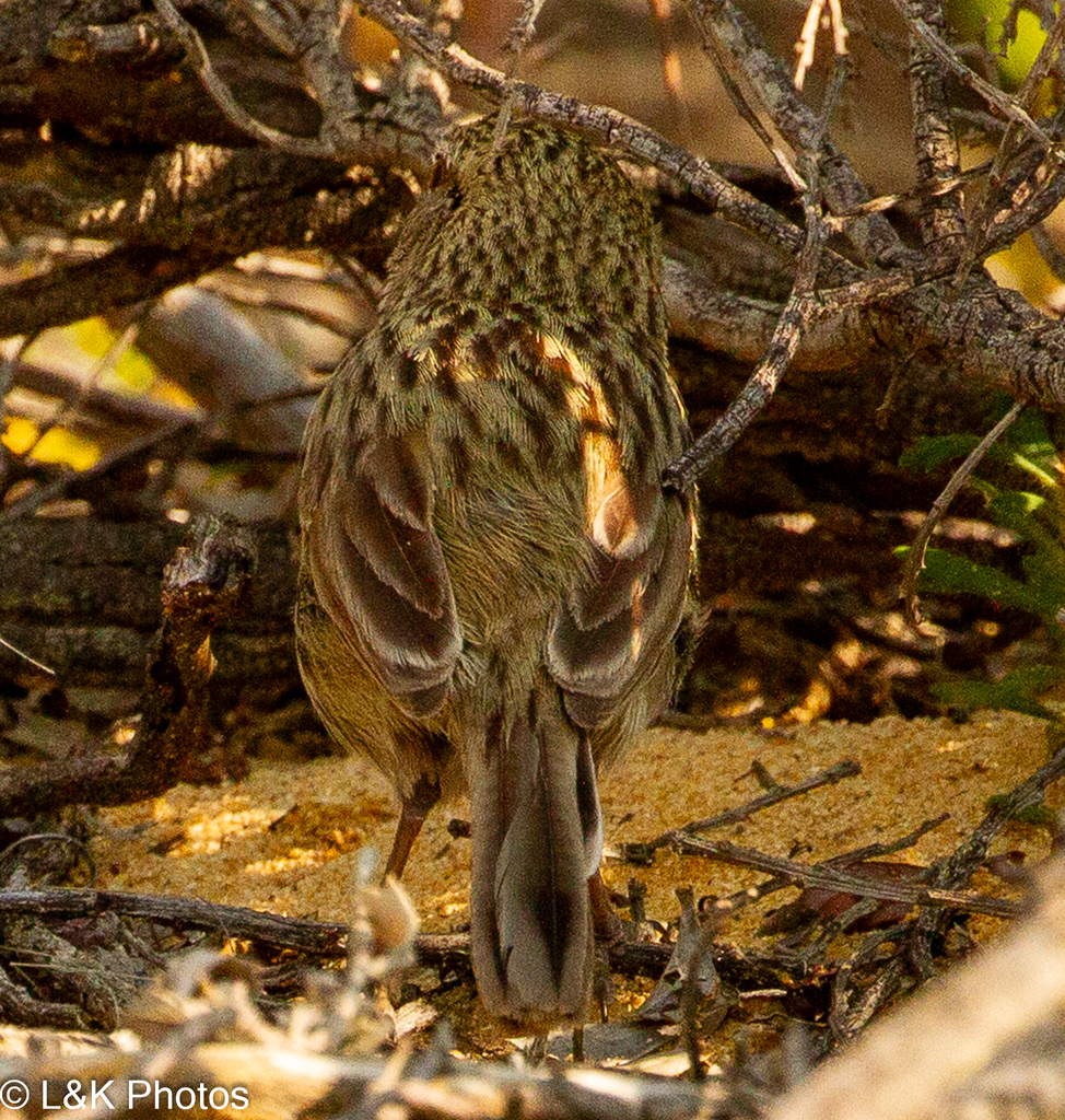 Western Fieldwren