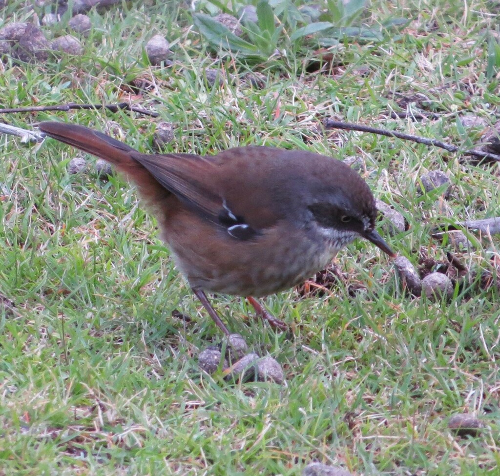 Tasmanian Scrubwren