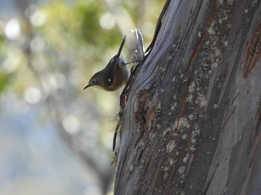 Scrubtit