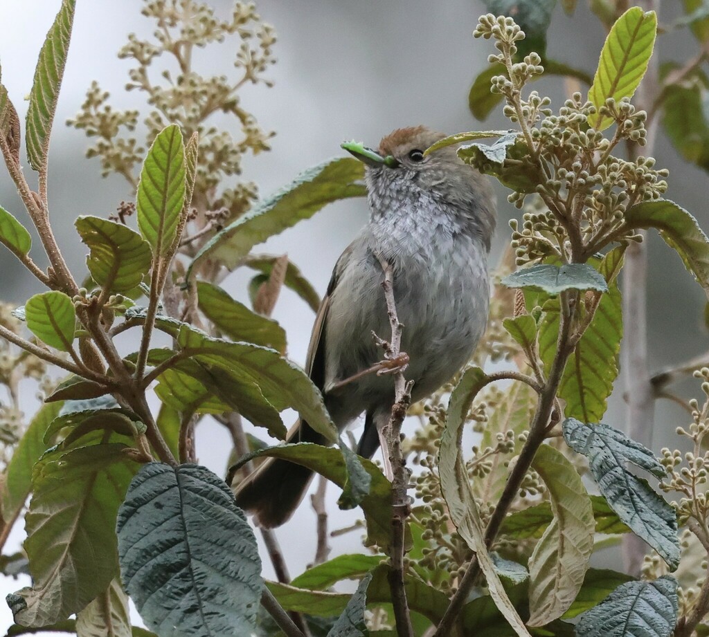 Tasmanian Thornbill