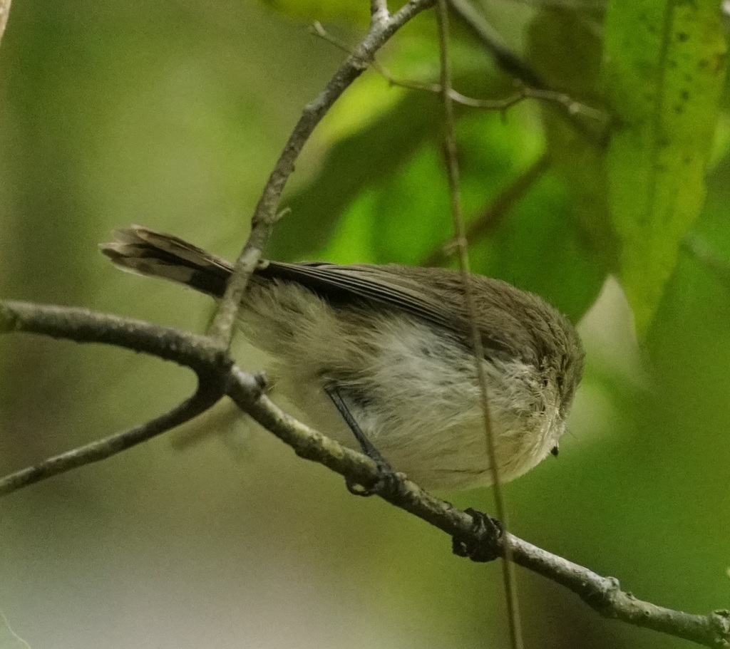 Mountain Thornbill