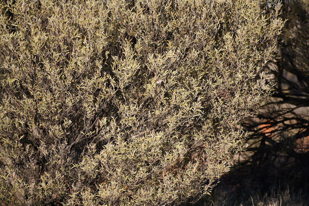 Slaty-backed Thornbill