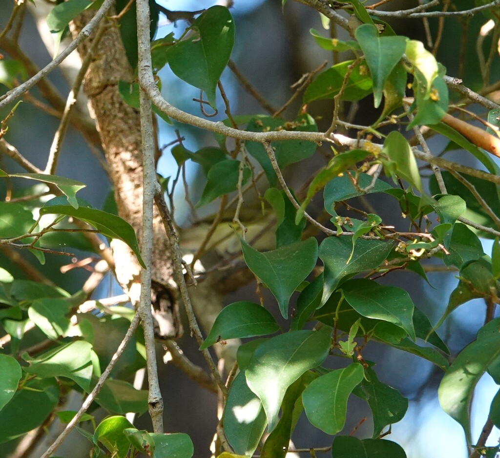 Gerigón dorsiverde