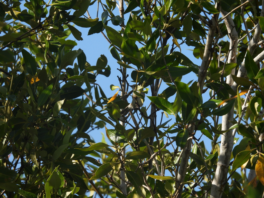 Dusky Gerygone