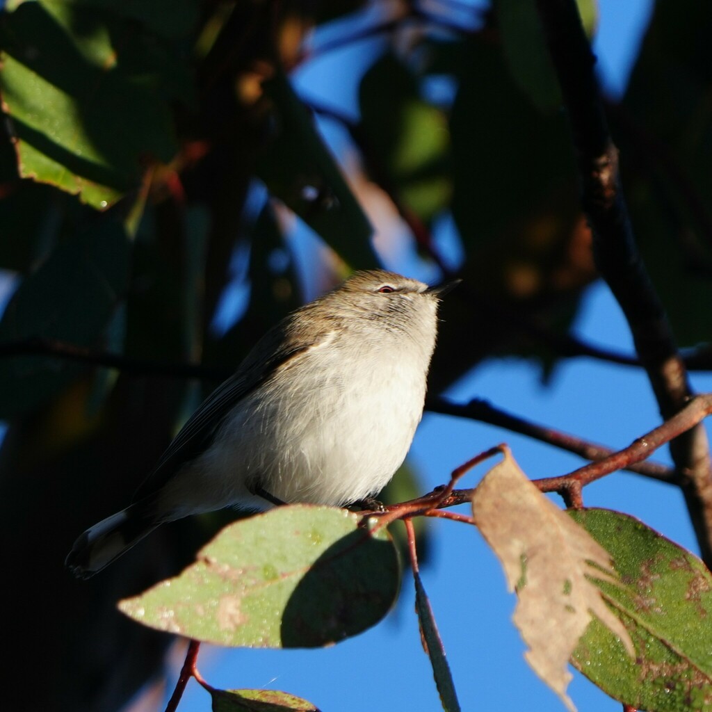 Western Gerygone