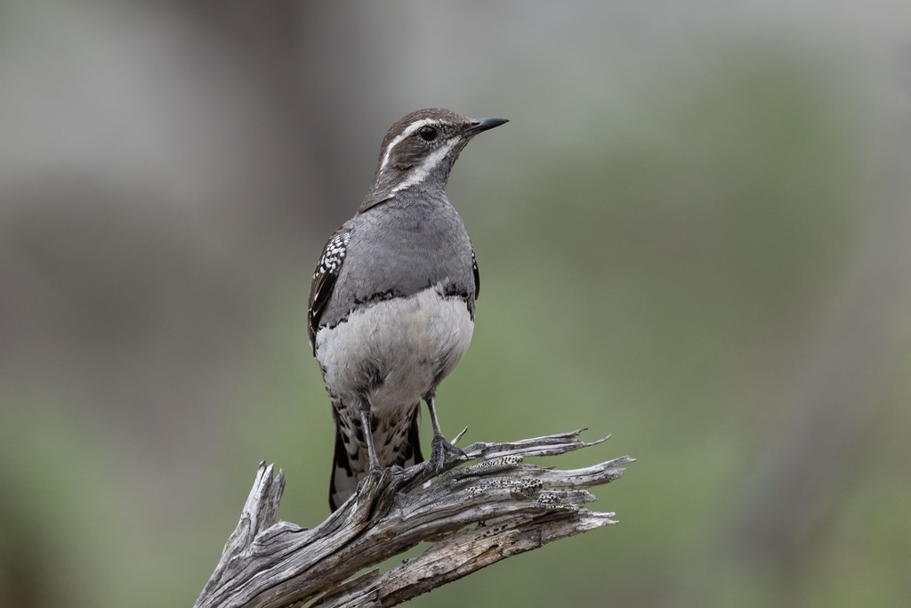 Copperback Quail-thrush