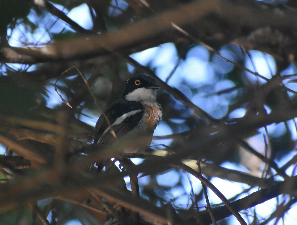 Woodwards’ Batis