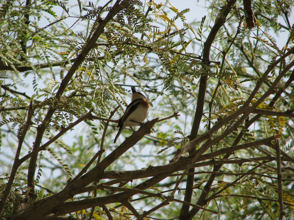 Senegal Batis