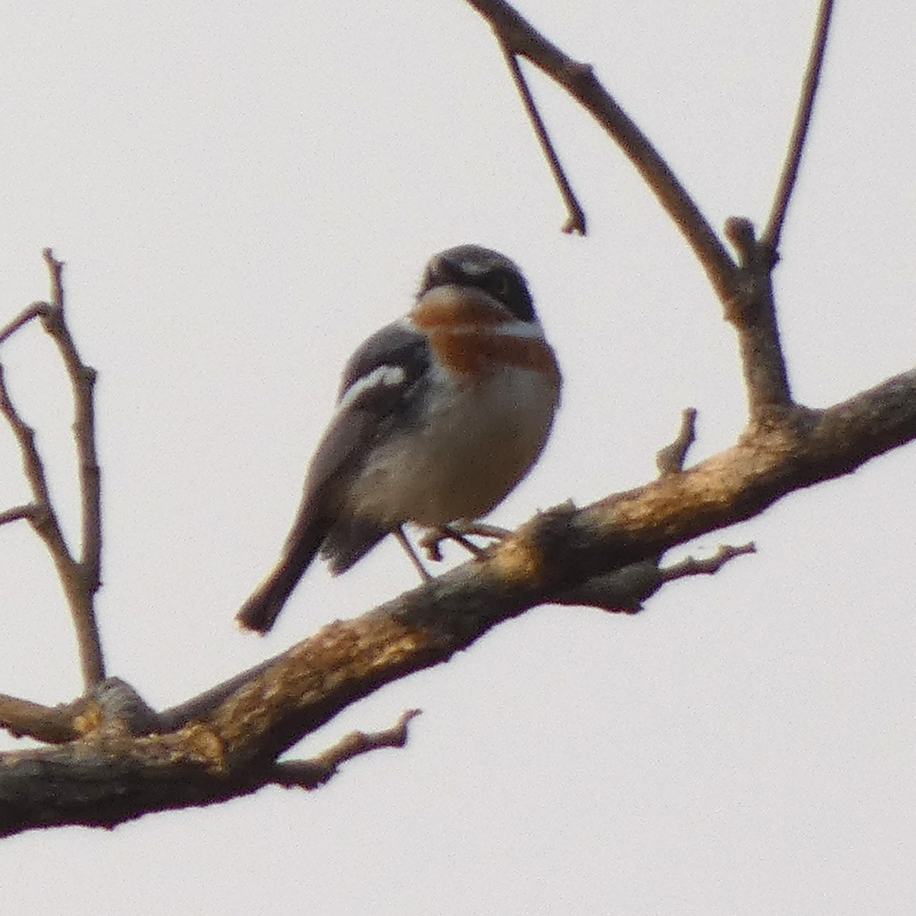 Pale Batis