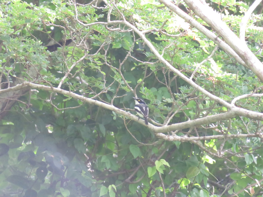 Eastern Black-headed Batis