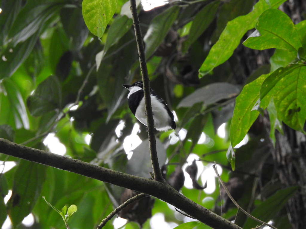 Chestnut Wattle-eye