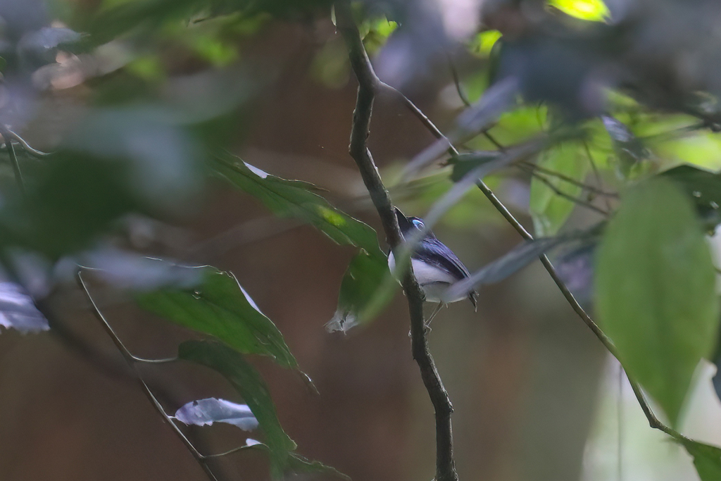 Jameson’s Wattle-eye