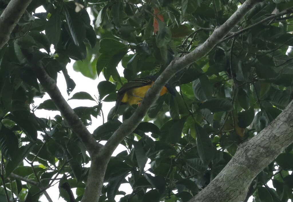 Lagden’s Bushshrike