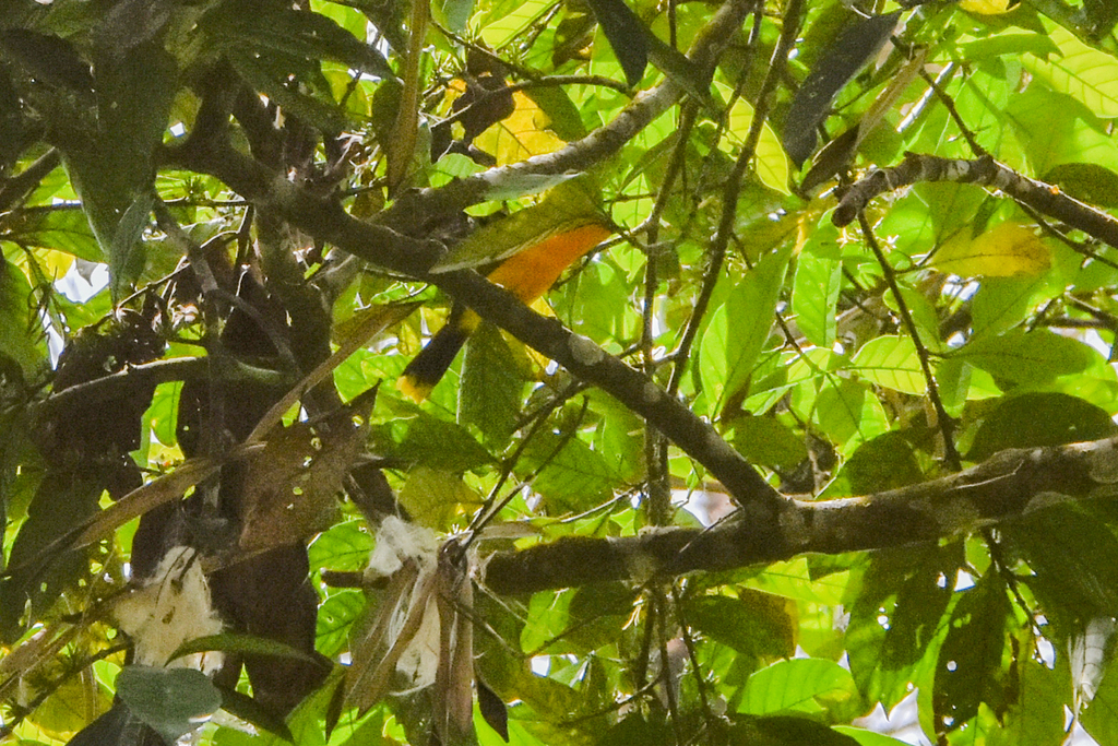 Many-colored Bushshrike