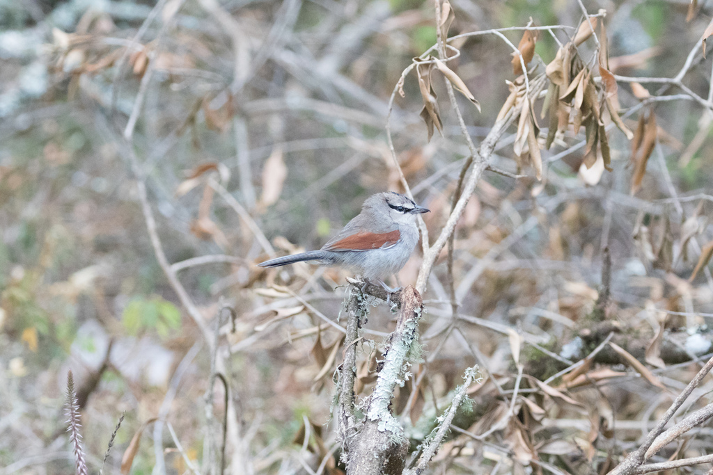 Three-streaked Tchagra
